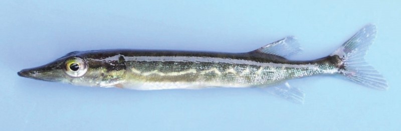 6 cm juvenile chain pickerel.