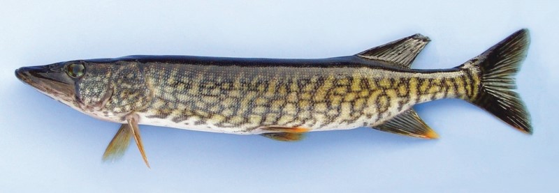 Redfin Pickerel