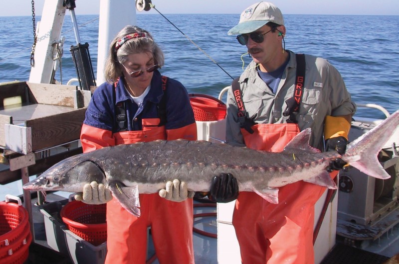 Biologists holding an Atlantic sturgeon from Long Island Sound.
