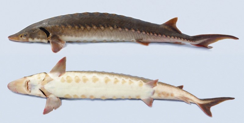 Side and bottom view of a shortnose sturgeon.