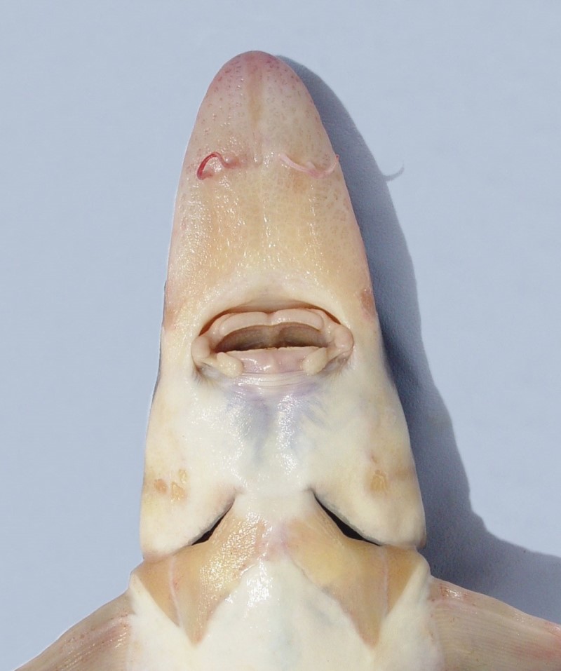Shortnose sturgeon mouth.