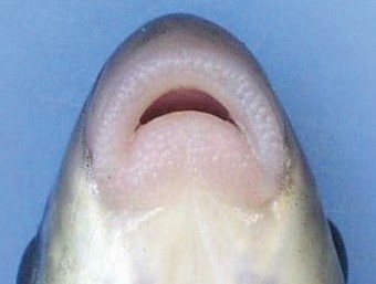 Ventral view of white sucker mouth.
