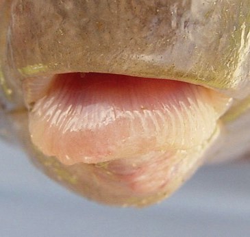 Close-up of creek chubsucker lips.