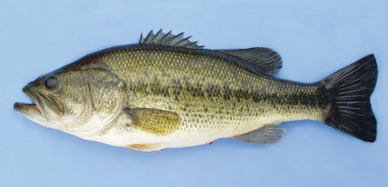 Largemouth Bass - Fishing