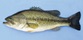 36 cm largemouth bass.