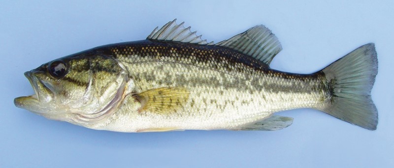 17 cm largemouth bass.