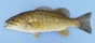 24 cm smallmouth bass.