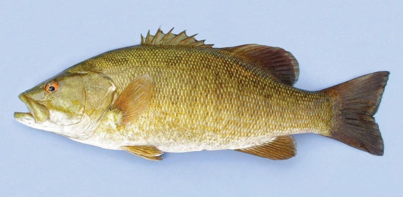 45 cm smallmouth bass.