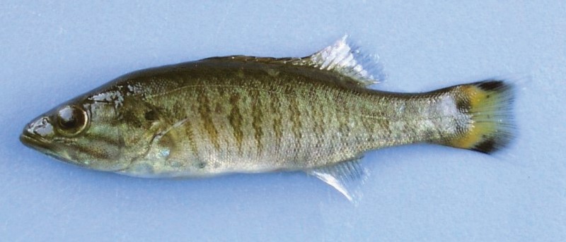 6 cm juvenile smallmouth bass.