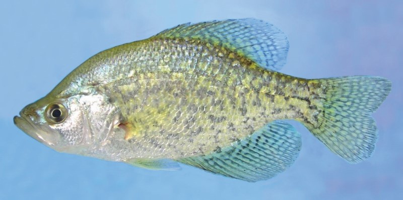 Black crappie in a tank.