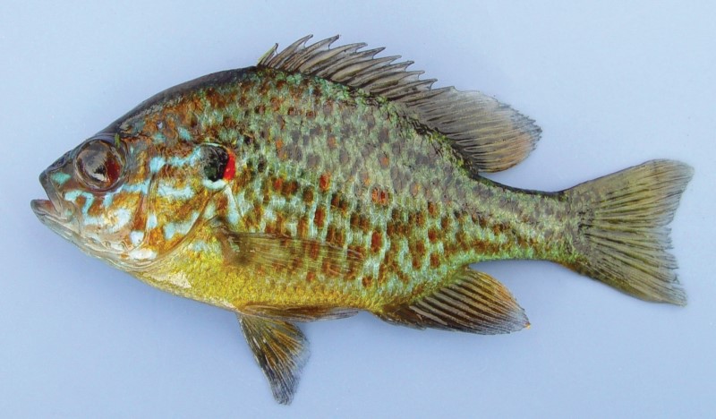 Stunted pumpkinseed from a small pond.