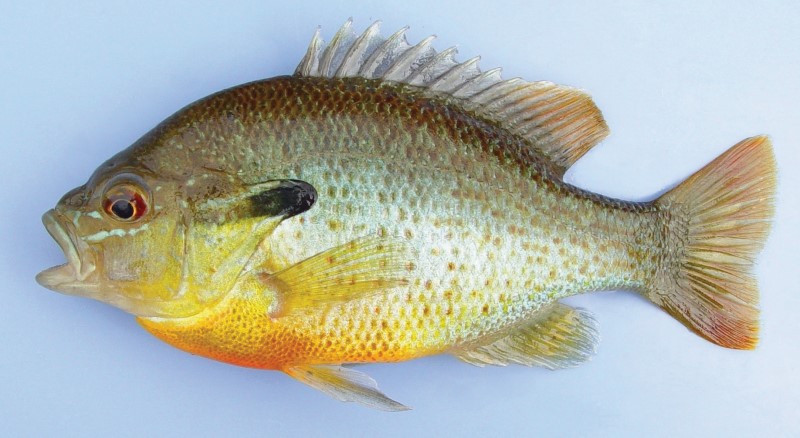 16 cm redbreast sunfish.