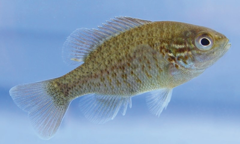 5 cm redbreast sunfish in a tank.
