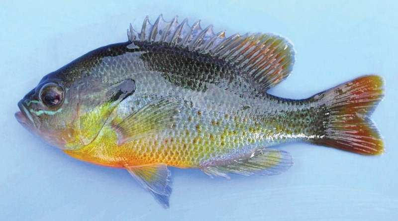 Colorful redbreast sunfish.