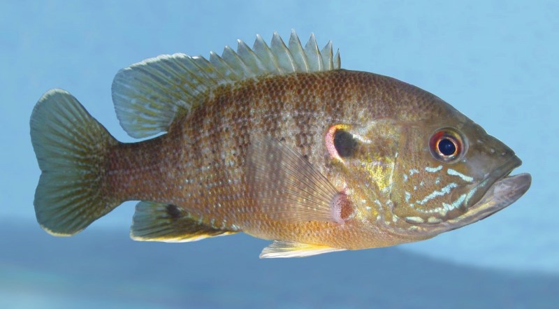 Green sunfish clearance care