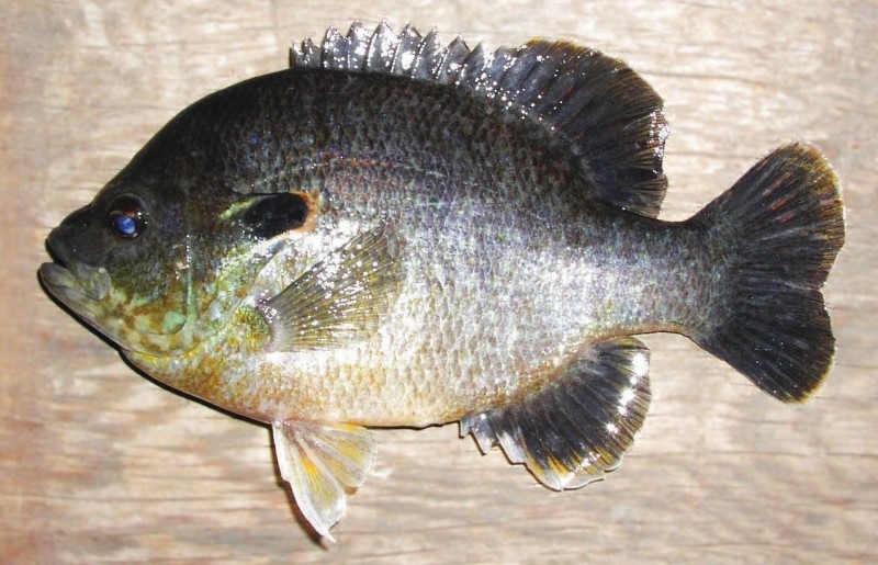 Bluegill green sunfish hybrid.