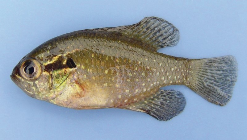 6 cm banded sunfish.