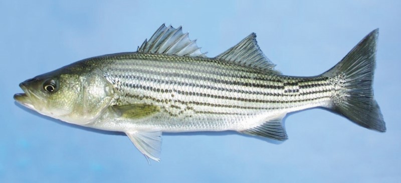 Striped bass.