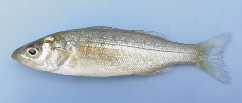 8 cm young of year striped bass.