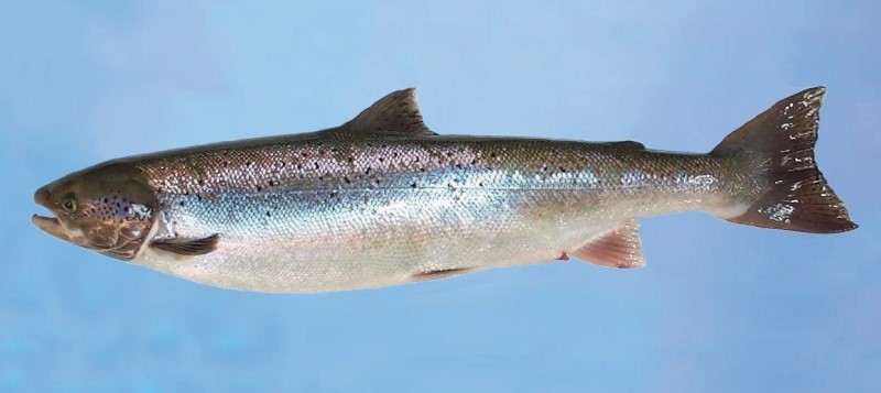 Wild adult Connecticut River Atlantic salmon.