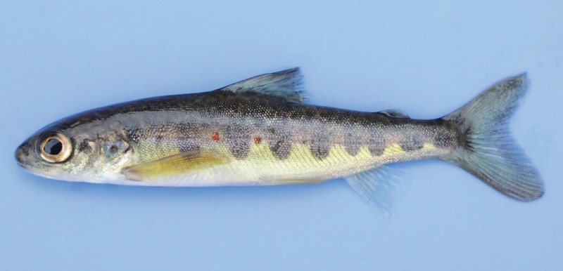 4-inch Atlantic salmon parr.