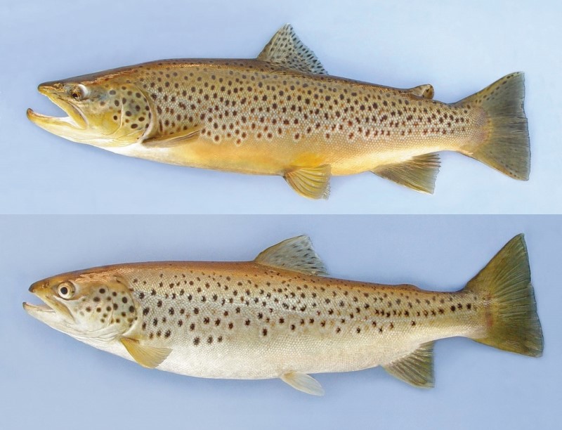 Male and female holdover brown trout.