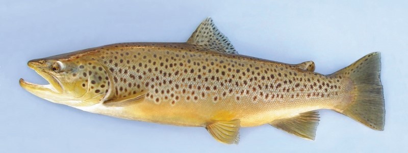 Holdover male brown trout.