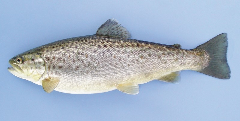 24-cm stocked brown trout.