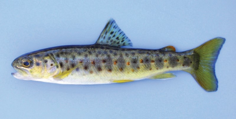 10-cm wild brown trout.