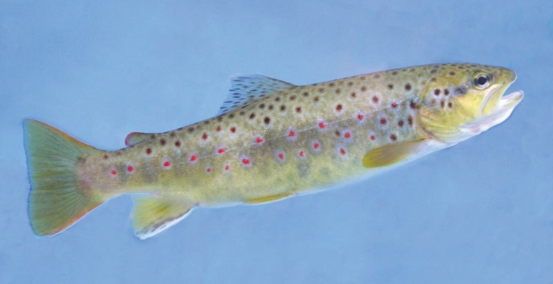 30-cm wild female brown trout.