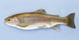 Hatchery-raised rainbow trout.