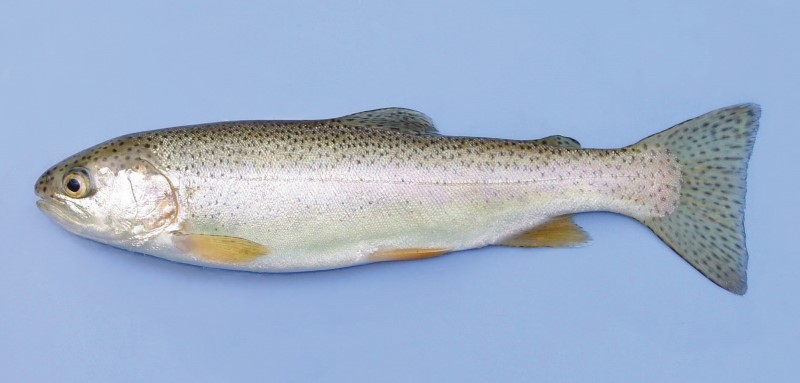 Lightly-colored rainbow trout.