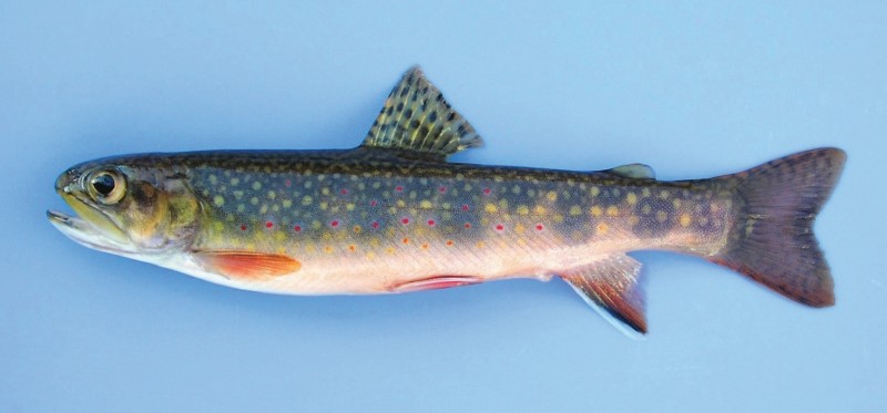 A typical adult wild brook trout.