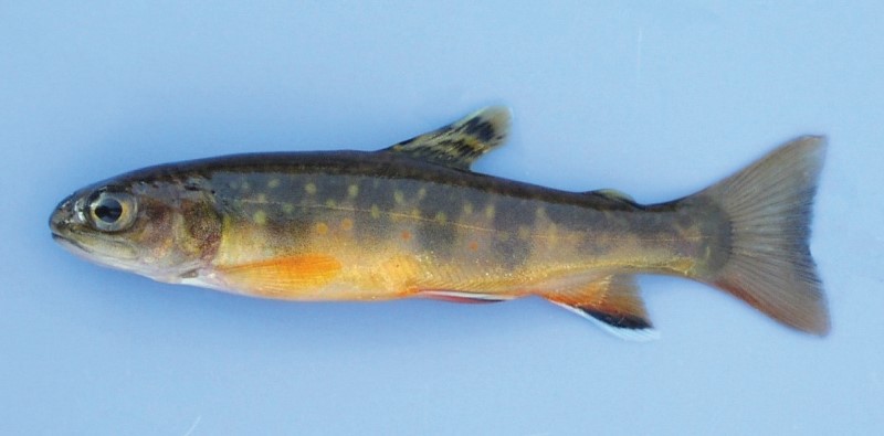 Juvenile wild brook trout parr.