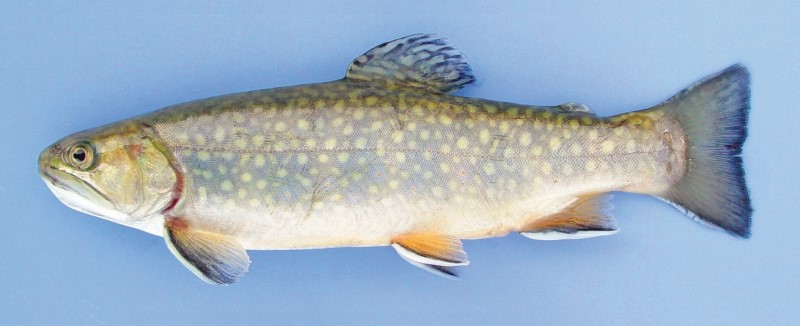 Stocked adult brook trout.