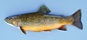 Adult male brook trout in spawning colors.