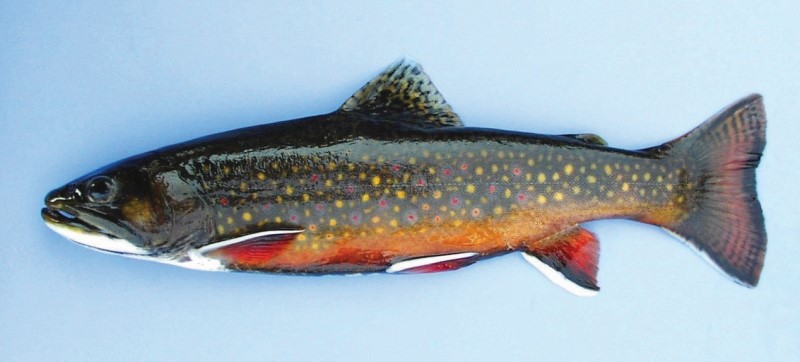 Large adult male brook trout.
