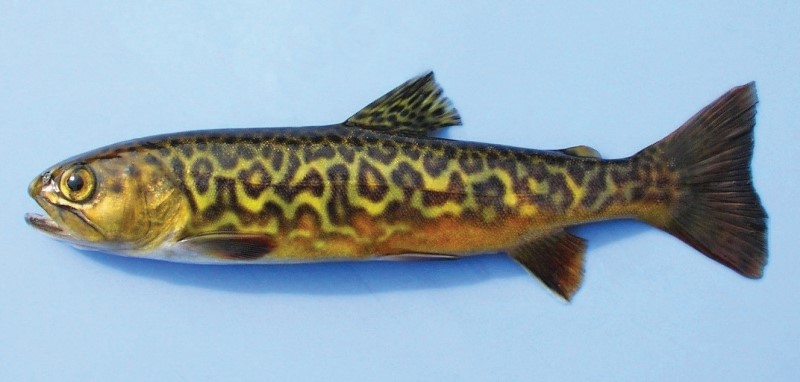 A naturally reproduced wild tiger trout.