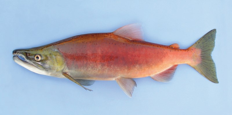 Male Kokanee is spawning color.