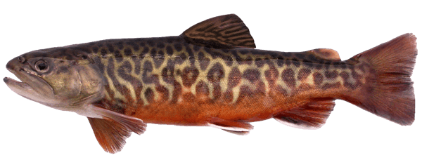 A tiger trout - courtesy of Hunt Fish | Travel Manitoba.