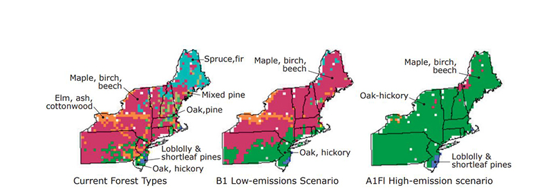 Карты текущих и прогнозируемых изменений в типах лесов Новой Англии