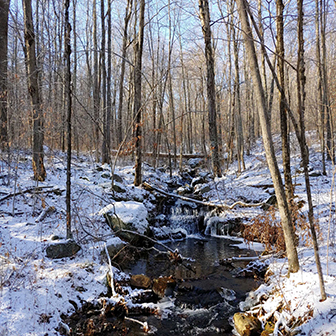 Winter scene showing a stream running through a forest.