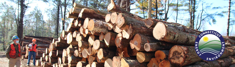 Image of logs and foresters