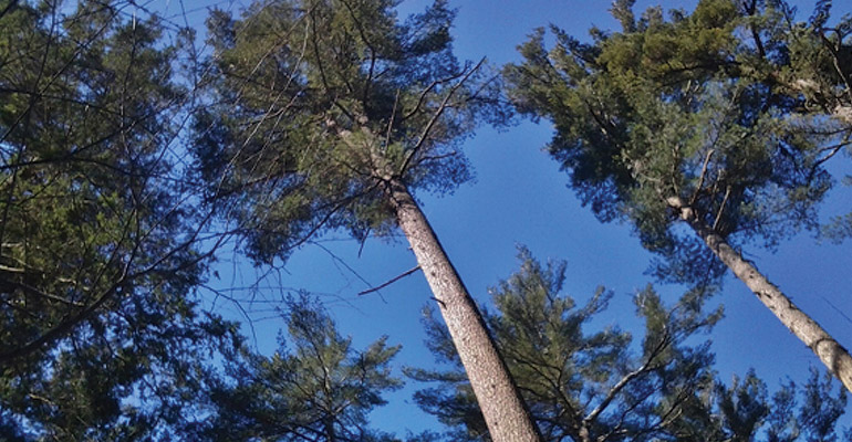 White Pine Thinning After