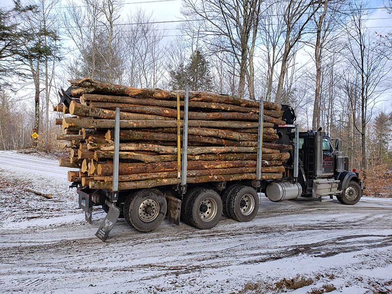 Дрова длиной бревна уложены на грузовик.