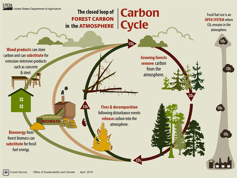 Diagram of the forest carbon cycle.