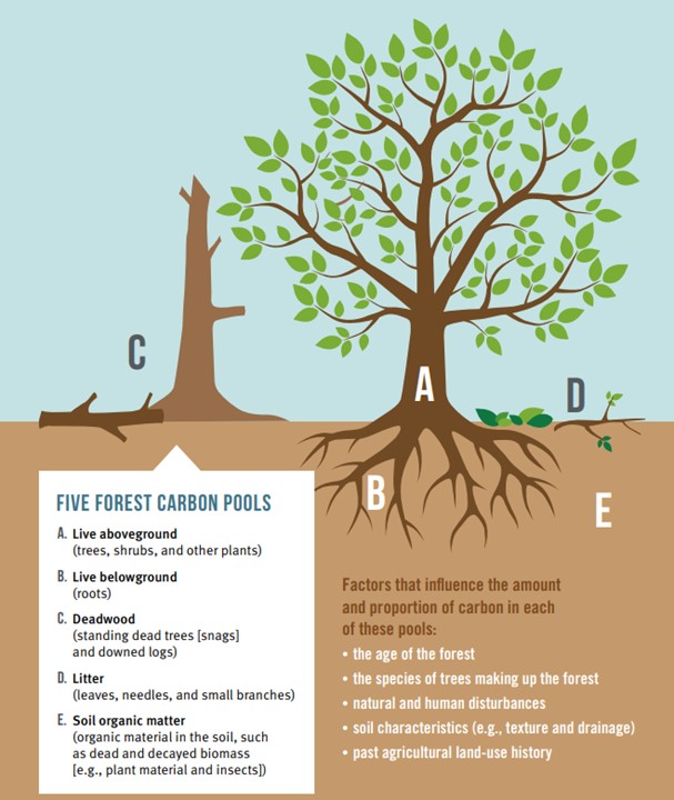 Carbon and Forests