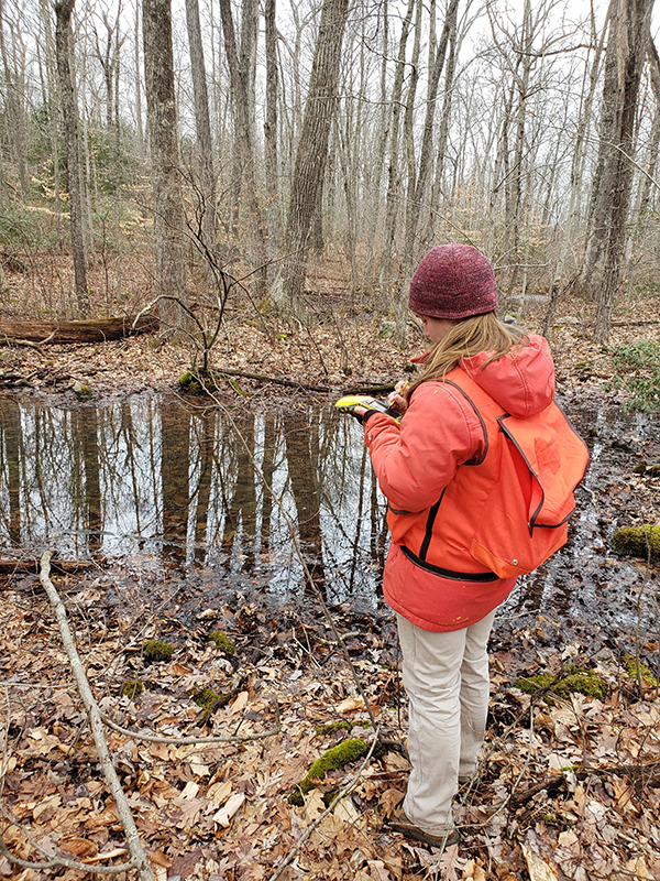 Overlooking a vernal pool in a forest.