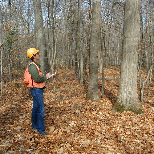 Forester examining trees in a forest.