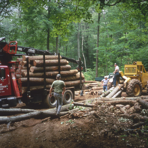 Using equipment to load harvested logs onto a truck at a log landing.